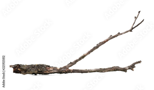 Dry branch weeping willow isolated on white background