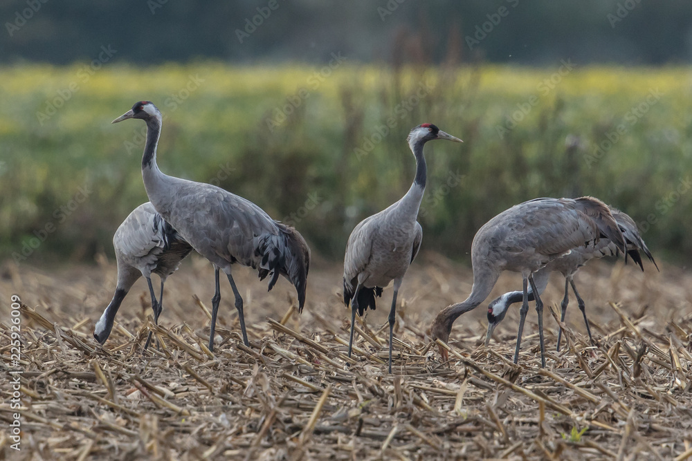 Obraz premium kraniche