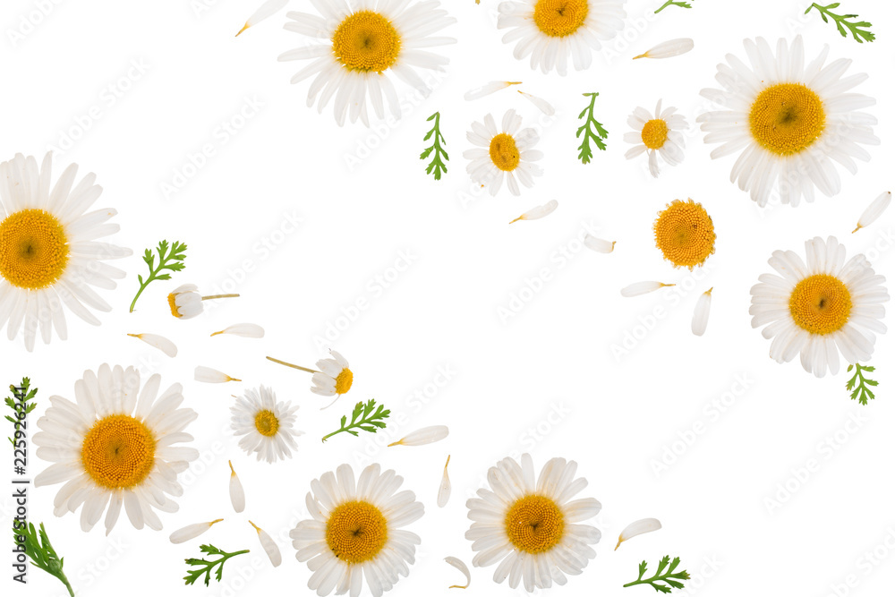chamomile or daisies with leaves isolated on white background with copy space for your text. Top view. Flat lay chamomile or daisies with leaves isolated on white background with copy space for your text. Top view. Flat lay