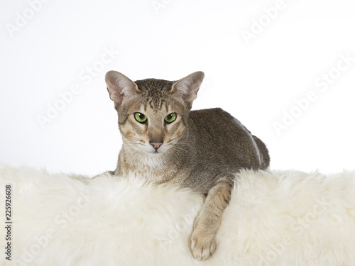 Greeneyed cat isolated on white. Image taken in a studio.