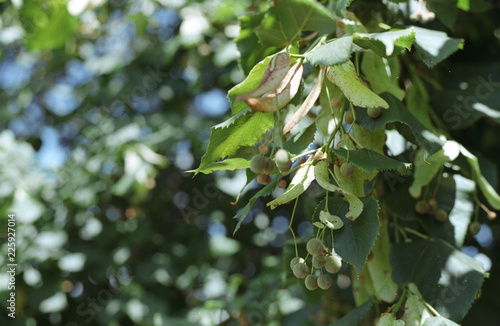 branch of tree in spring