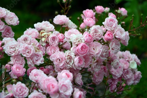 Branch with numerous flowers of pink delightful  rose    he Fairy   variety in the garden close-up.