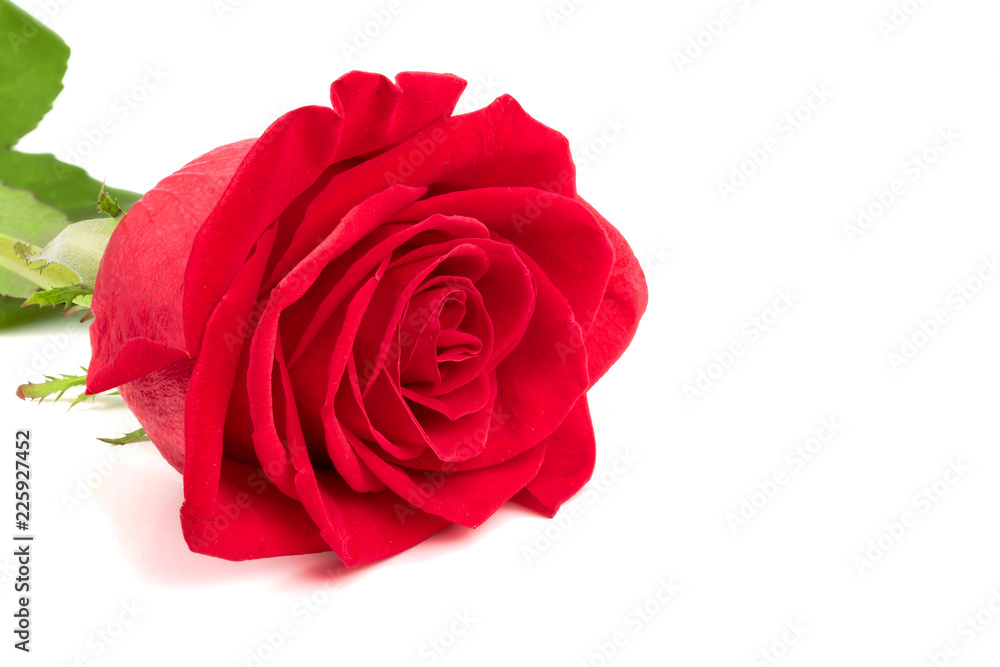 beautiful red rose isolated on white background beautiful red rose isolated on white background