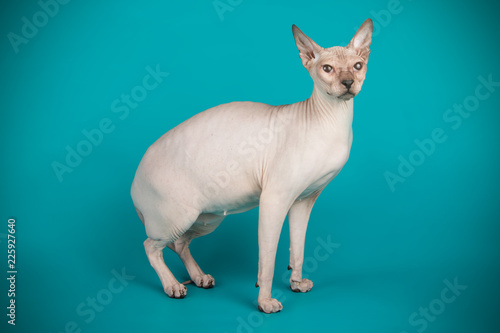 Don Sphinx cat on colored backgrounds