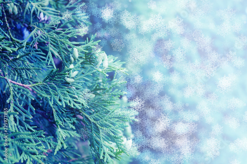 Christmas festive background. Background of branches of thuja  snowflakes  glow  bokeh
