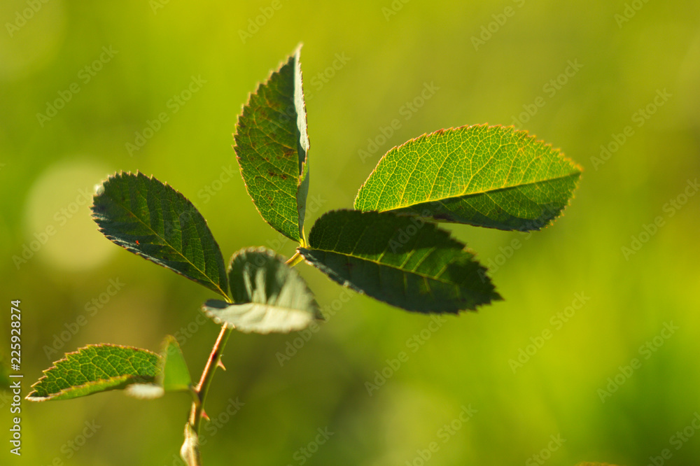 Green spring leaves twigs of plants and flowers on a green background. Green spring leaves twigs of plants and flowers on a green background.