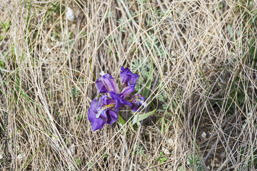 Fototapeta Naklejka Na Ścianę i Meble -  Blossoming blue iris on a mountain meadow.