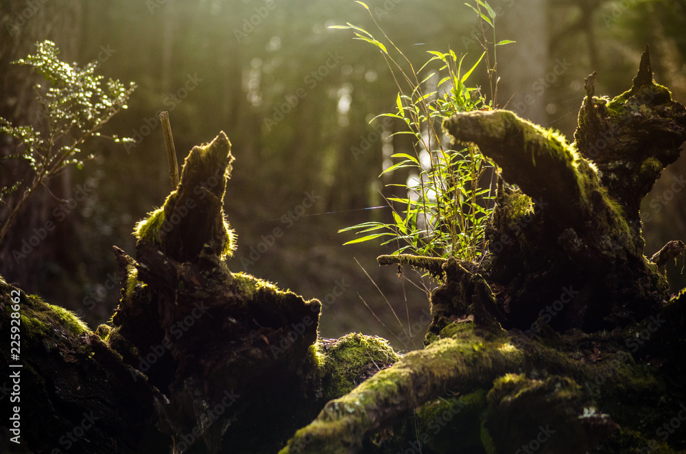 troncos de arboles cubiertos por musgos