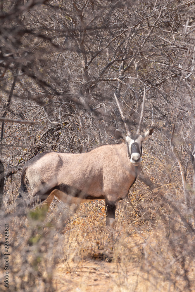 Naklejka premium Africa: Namibia etosha