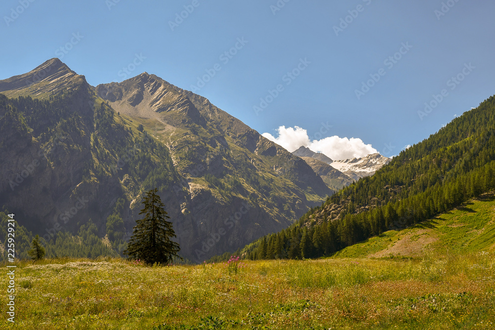 Panorama di campi fioriti con cime di montagne e foreste con cielo blu in estate, Valle d'Aosta, Alpi Italiane