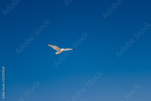 Seagull in flight, Cape Cod, USA.