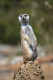 Standing meerkat, watching the surroundings.