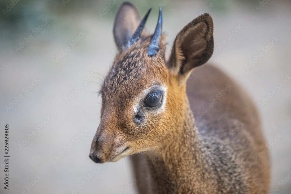 Fototapeta premium Kirk's dik-dik (Madoqua kirkii), a small antelope.