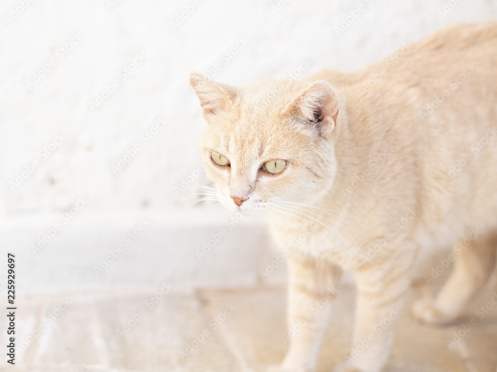 Fototapeta premium CAT