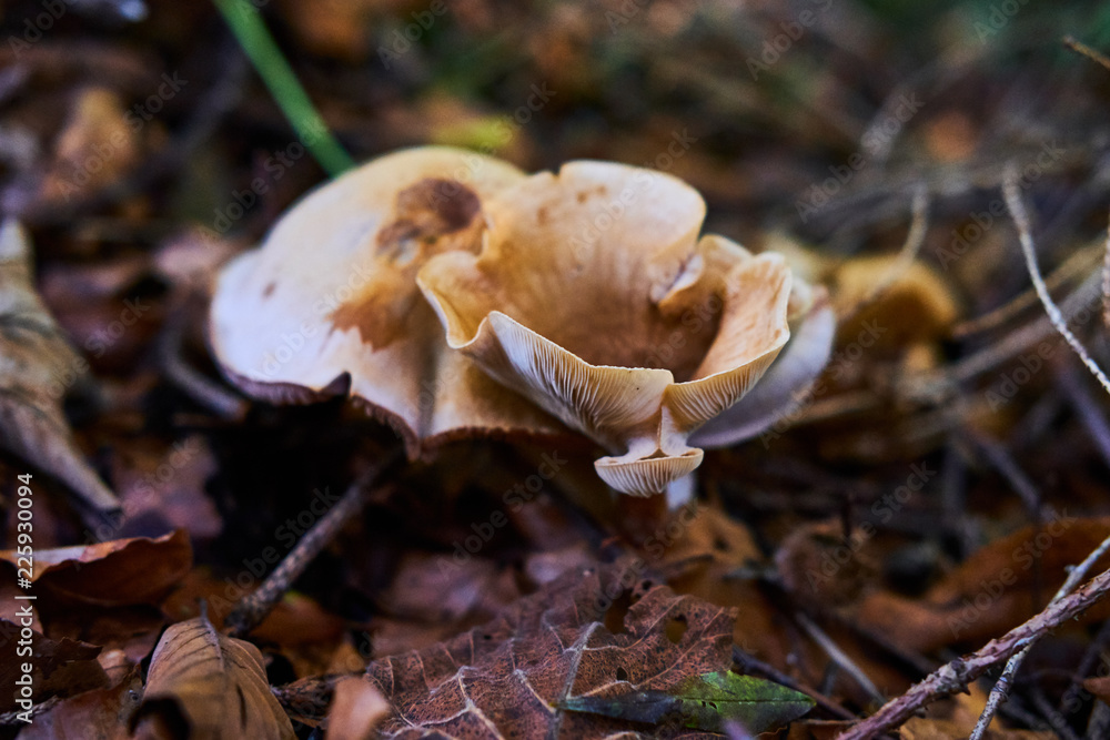 Fototapeta premium Pilz
