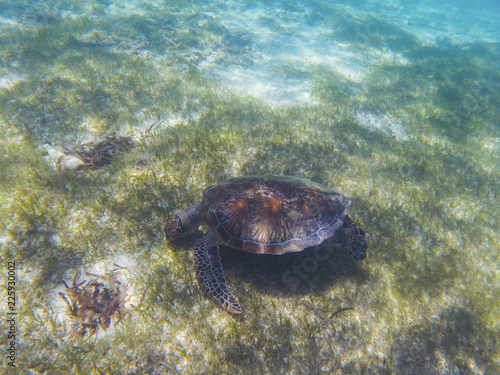 Sea turtle in tropical seashore, underwater photo of marine wildlife. Sea turtle eats seaweed. Marine turtle undersea