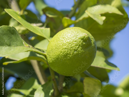 Close up lime or lemon tree, Citrus aurantifolia on the tree branche. Nature view Limes and leaf on blurred and bokeh blue sky beautiful green nature background. Selective focus
