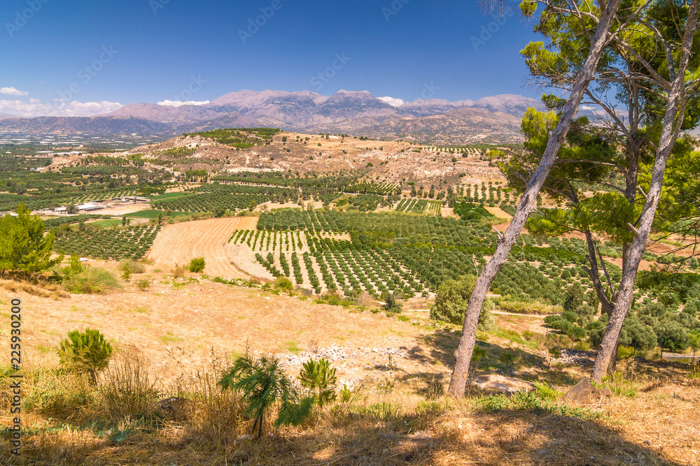 Landscape with olive trees and mountains on the background, Crete, Greece, Europe.