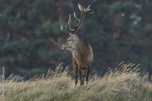 alter hirsch