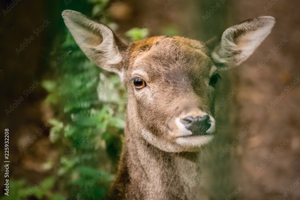 Portrait of sad looking young doe of fallow deer, Dama dama, with big ears standing behind green bars in a zoo run, close up image, blurry brown background