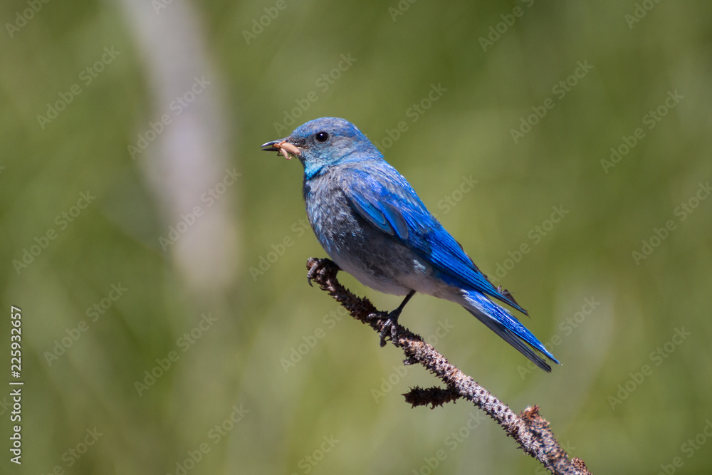 Bluebird Lunchtime Bluebird Lunchtime