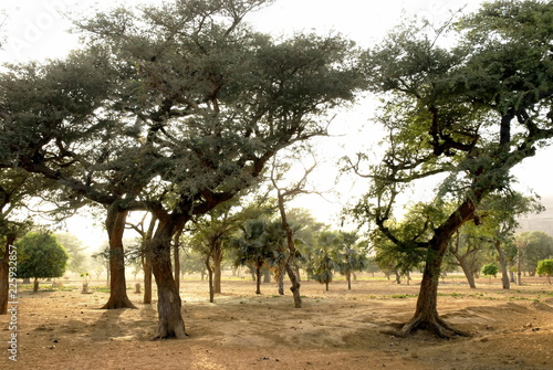 arbres majestueux, lumière de fin de journée, Pays Dogon, Mali, Afrique