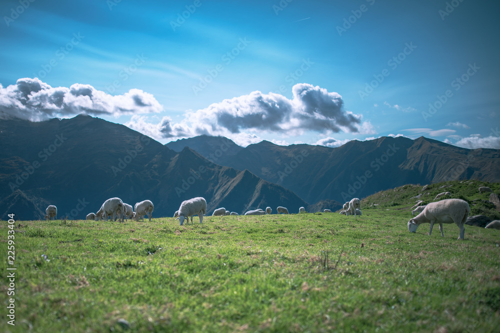 Moutons en estive dans les Pyrénées  