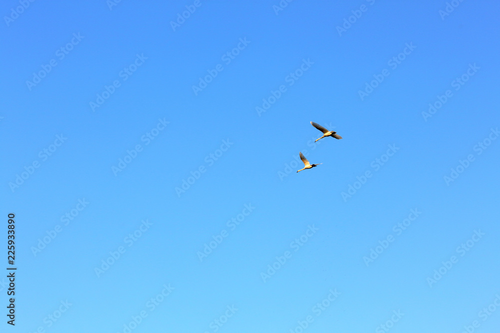 A pair of swans flying in a blue sky