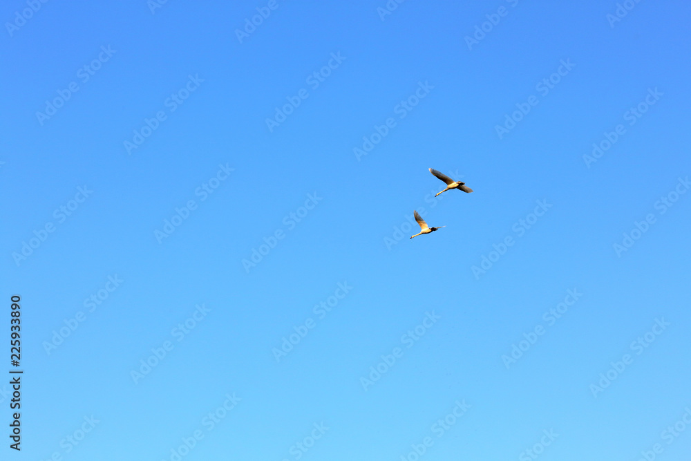 A pair of swans flying in a blue sky A pair of swans flying in a blue sky