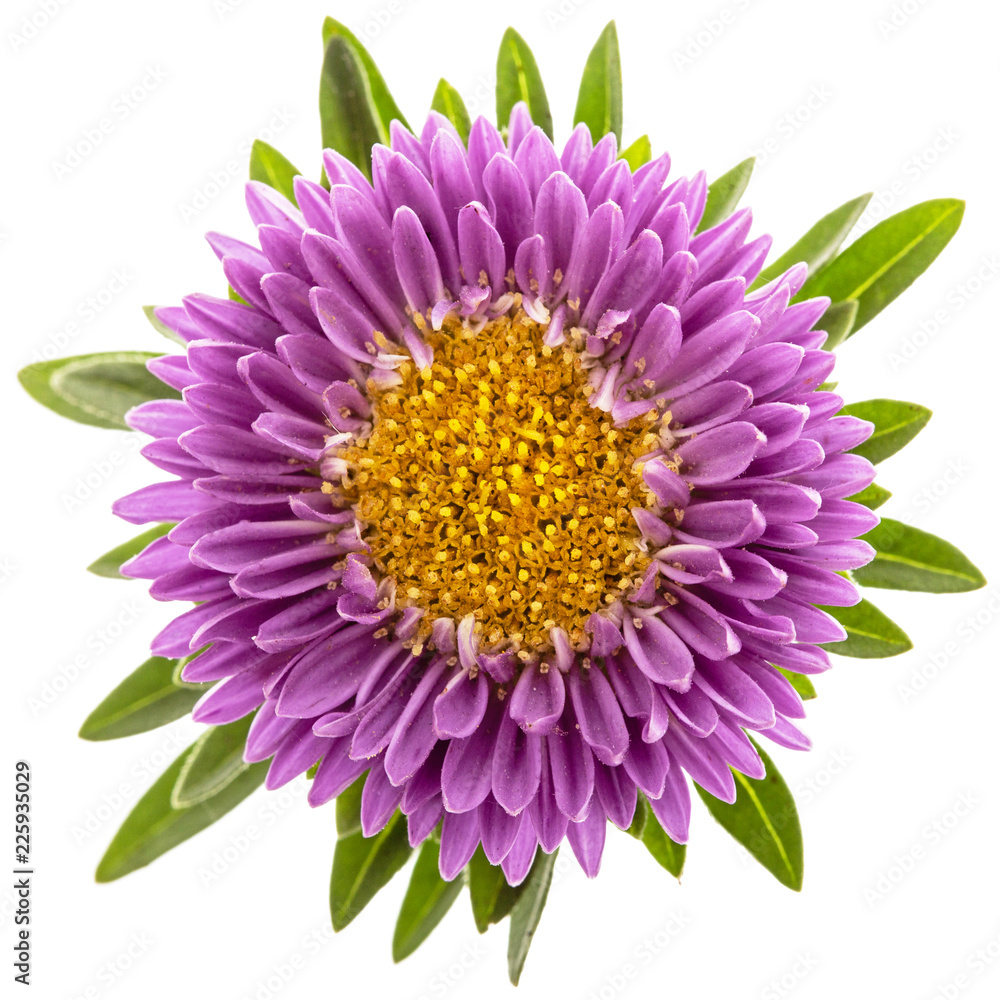 Flower of aster, isolated on a white background Flower of aster, isolated on a white background