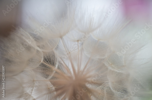 Fototapeta Naklejka Na Ścianę i Meble -  Pusteblume