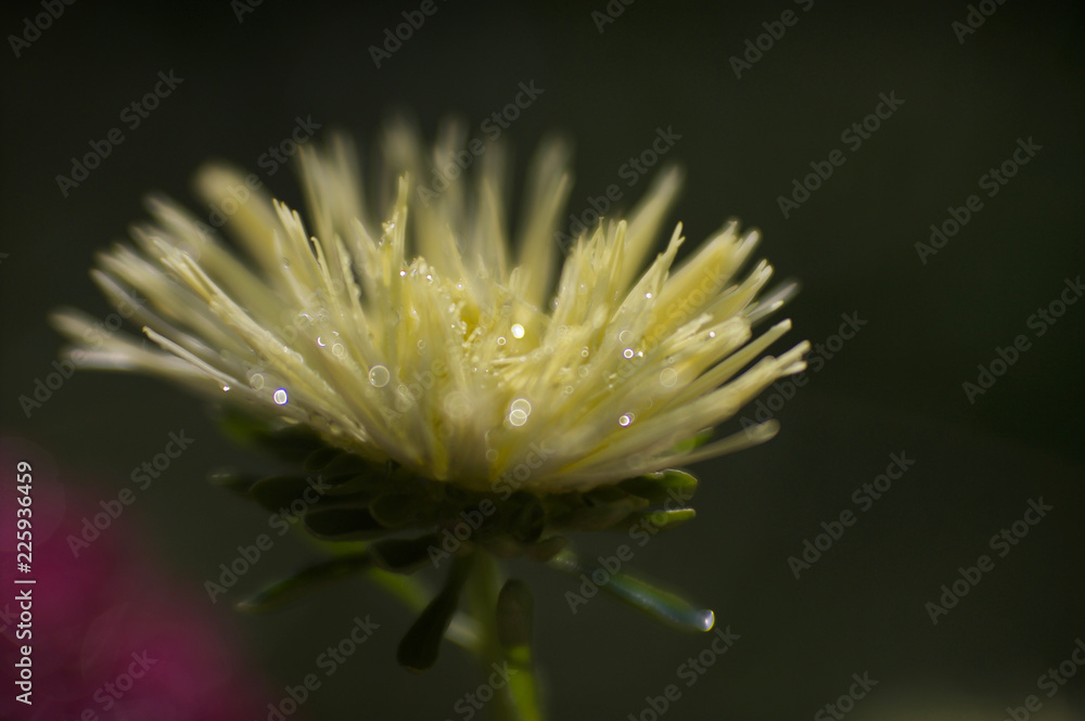 beautiful asters from my garden beautiful asters from my garden