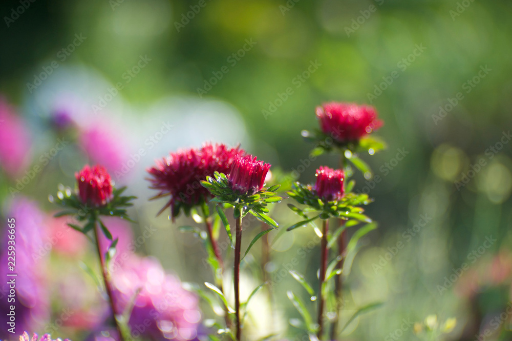 beautiful asters from my garden beautiful asters from my garden