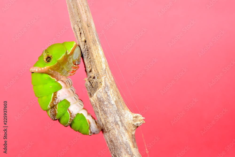 Fototapeta premium クロアゲハ前蛹(合成向け素材)