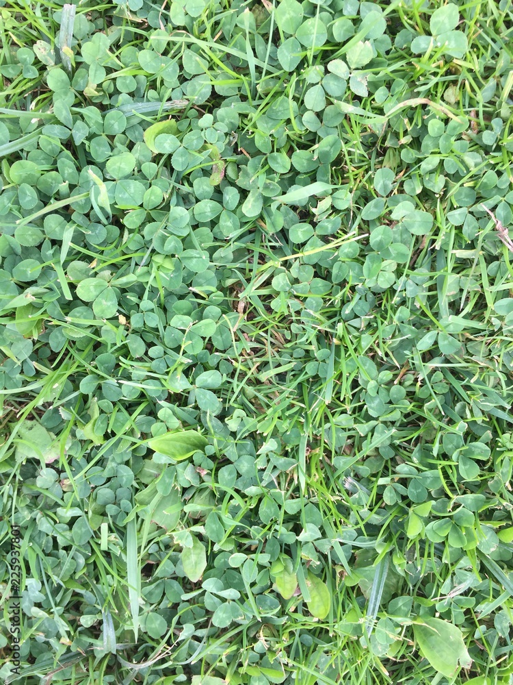 Fototapeta premium green grass background