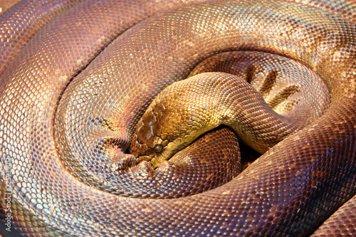 Macklot's python, snake photo