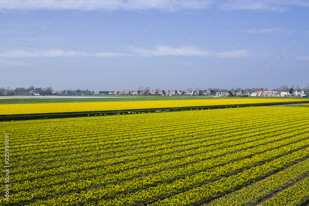 Flower field in Keukenhof, North Holland, the Netherlands Flower field in Keukenhof, North Holland, the Netherlands