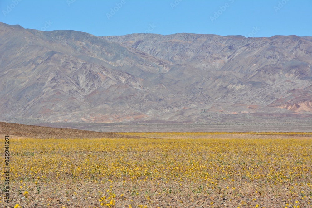 wildflowers at death valley