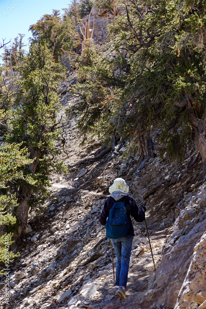 A female hiker ascends the rocky Methuselah Grove trail at high altitude in the ancient Bristlecone Pine Forest of the White Mountains of California.