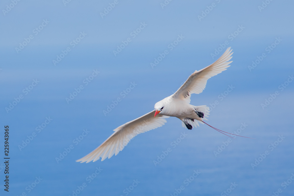 Fototapeta premium Red Tailed Tropicbird