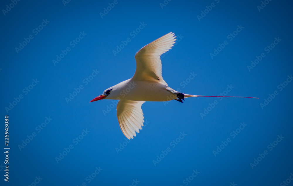 Obraz premium Red Tailed Tropicbird