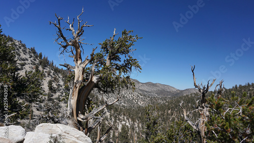 Obraz na plátně View of the ancient Bristlecone Pine forest in the White Mountains of California