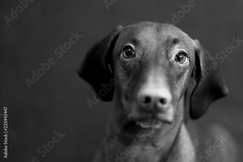 Wallpaper Mural dog portrait b&w Torontodigital.ca