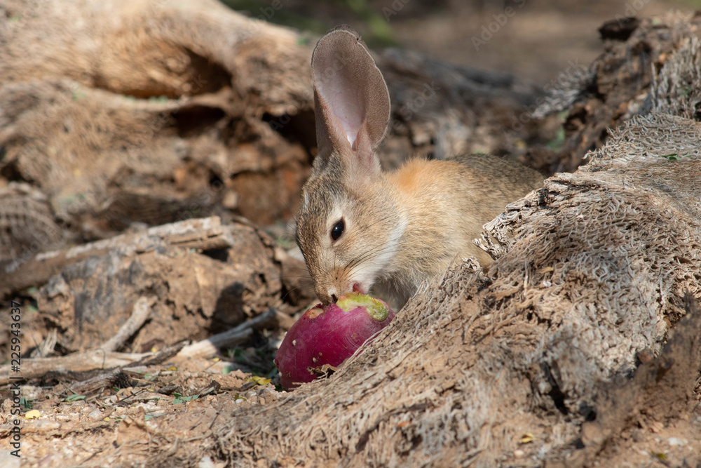 Baby desert cottontail rabbit eating a red prickly pear cactus fruit on the sand. Tucson, Arizona. Summer of 2018. Baby desert cottontail rabbit eating a red prickly pear cactus fruit on the sand. Tucson, Arizona. Summer of 2018.