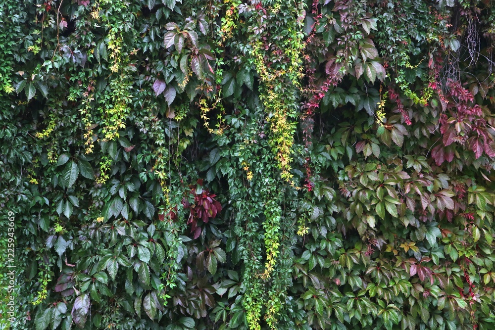 Background of small green leaves of wild grapes. Background of small green leaves of wild grapes.