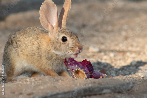 Baby desert cottontail rabbit eating a red prickly pear cactus fruit on the sand. Tucson, Arizona. Summer of 2018.