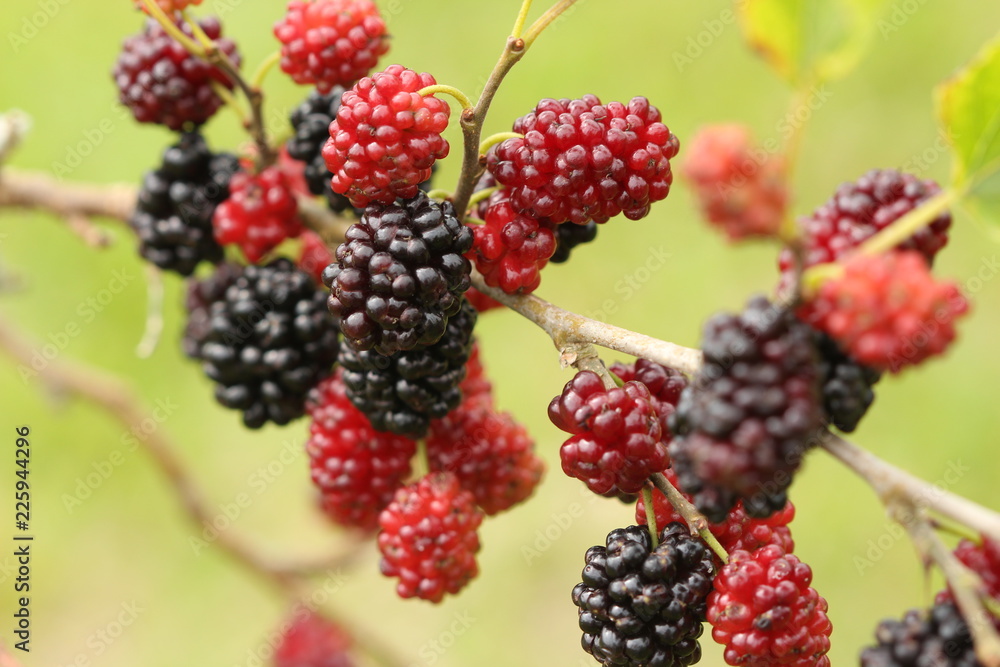 berries on a branch berries on a branch
