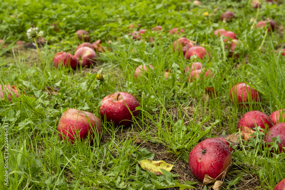 Red ripe apples on the grass Red ripe apples on the grass