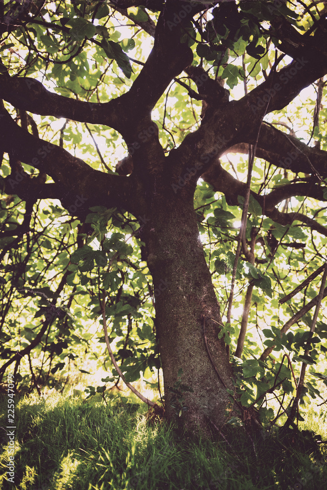 Fototapeta premium Old and gloomy fig tree.