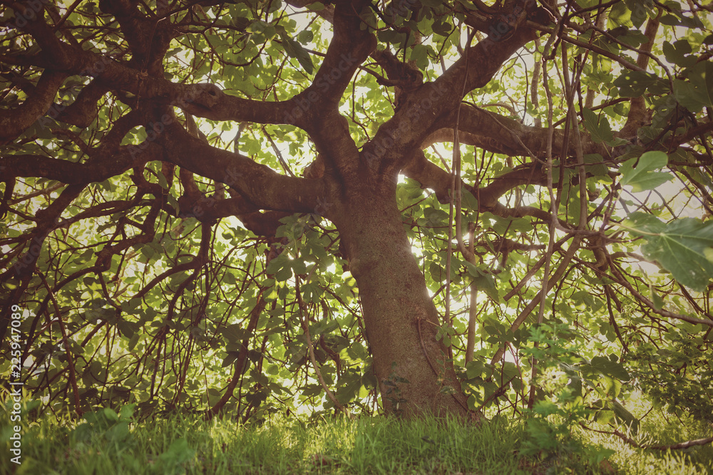 Fototapeta premium Old and gloomy fig tree.